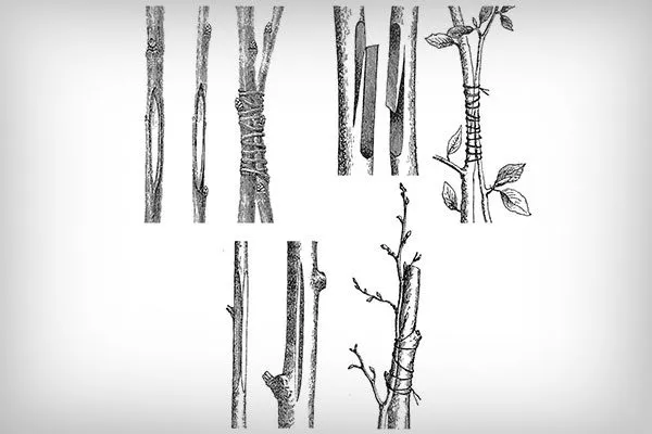 Аблактировка2