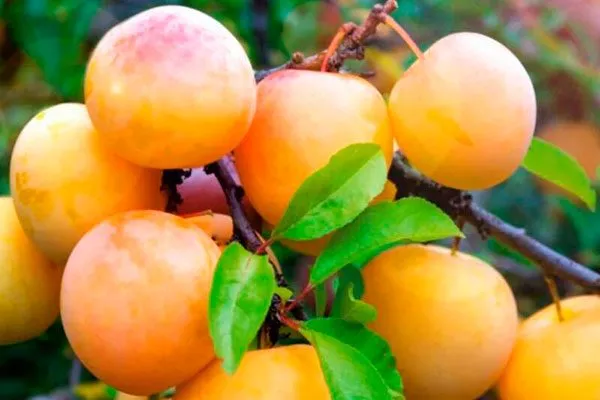 Абрикосовая