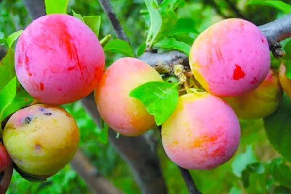 Адмирал Шлей для сибири и урала1