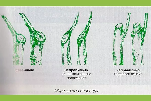 Обрезка яблони5 на перевод