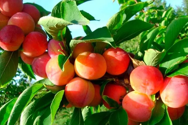 Алтайская Юбилейная для сибири и урала2