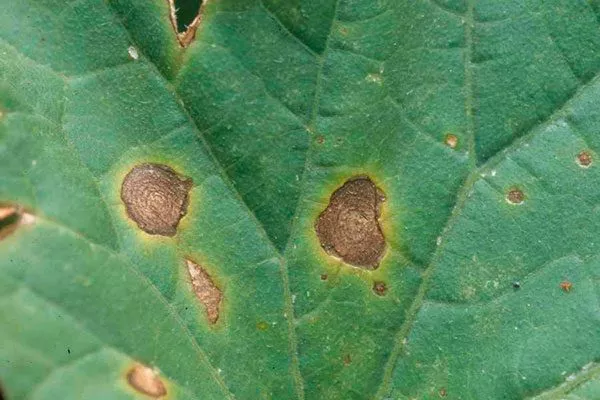 Альтернариоз Паутинный клещ14