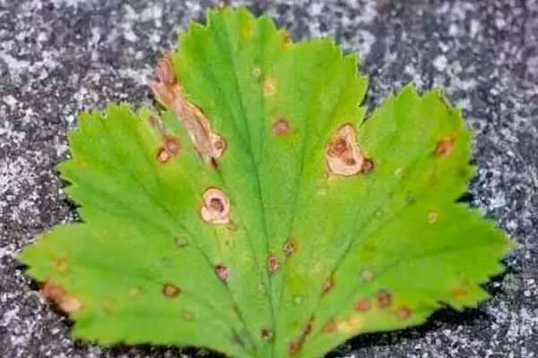 Альтернариоз1 болезни у пеларгонии4