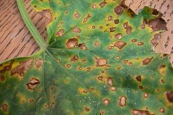 Альтернариоз2 болезни у пеларгонии5