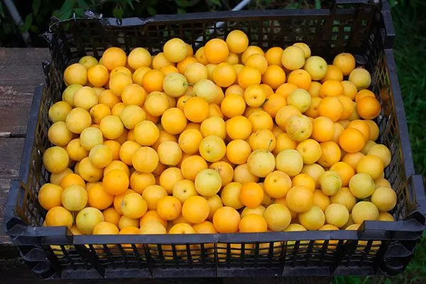 алыча хранение Алыча и слива4