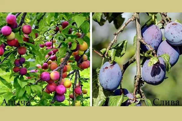 Алыча и слива Алыча и слива2