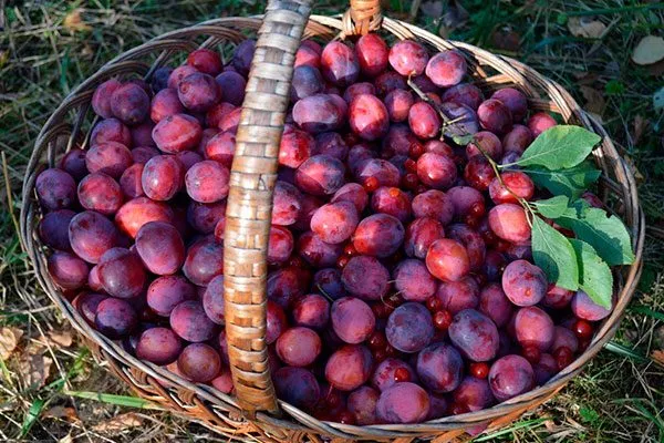 алыча урожай Алыча и слива3