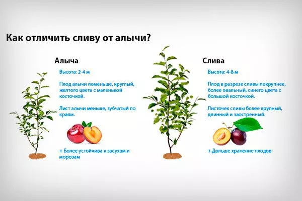 Alycha-vs-Sliva_ Алыча и слива1