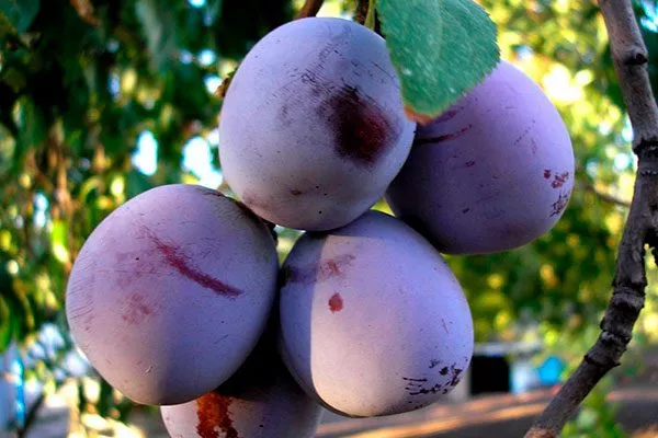 Анна Шпет Осыпание сливы5