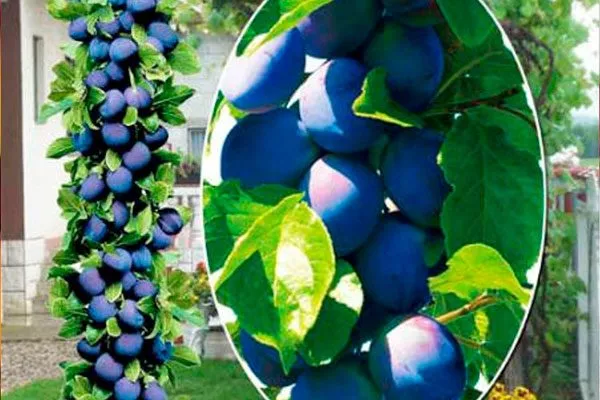 Анже для сибири и урала3