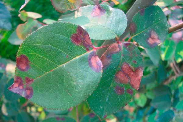 Аскохитозная пятнистость Болезни вредители ирги1