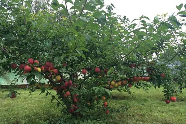 алыча дерево сравнение1