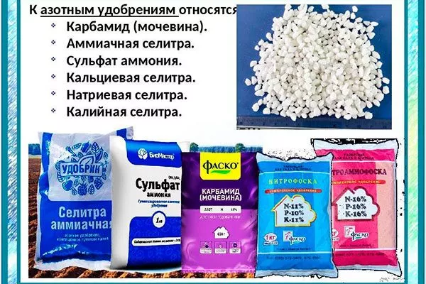 азот для яблони4