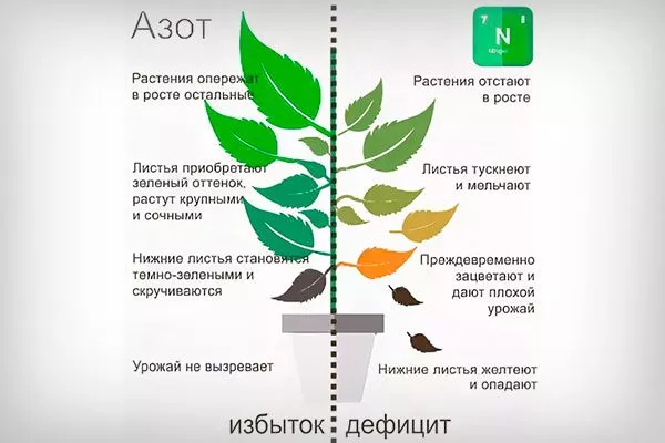 азот избыток и дефицит для яблони3