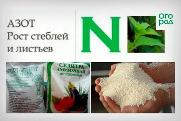 Азотные Чем подкормить хурму1