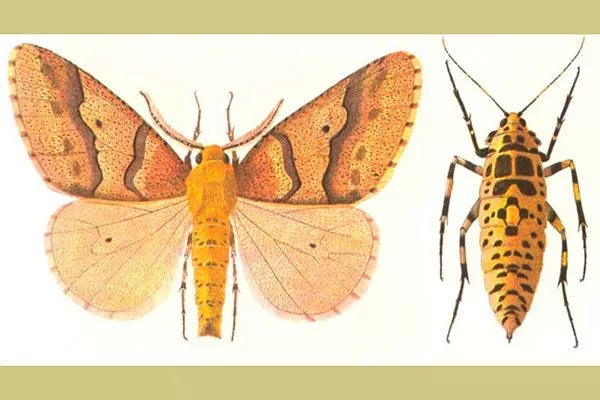 бабочка пяденицы обдирало Болезни вредители ирги2