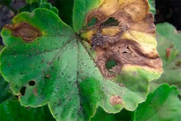 Бактериальная гниль пеларгонии болезни у пеларгонии6