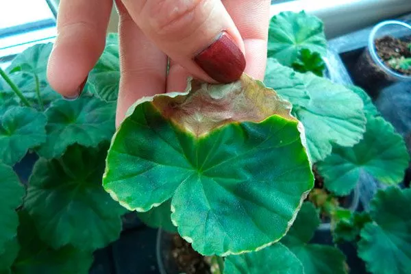 бактериальный ожог болезни у пеларгонии7