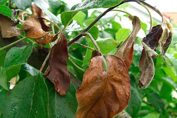 Бактериальный ожог Болезни вредители ирги3