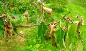 бактериальный ожог Яблони Долго2