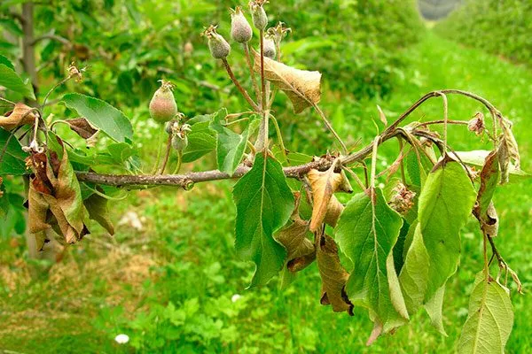 бактериальный ожог Яблони Долго2