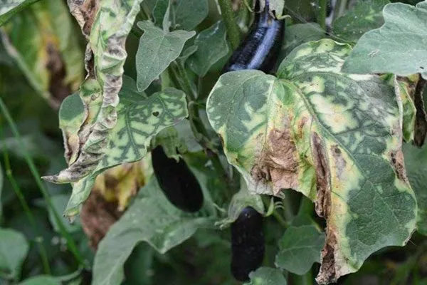 Бактериозы Паутинный клещ15