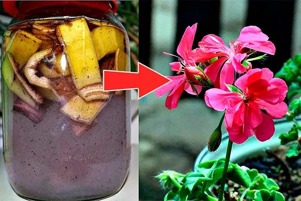 Банановая кожура как удобрять пеларгонию8