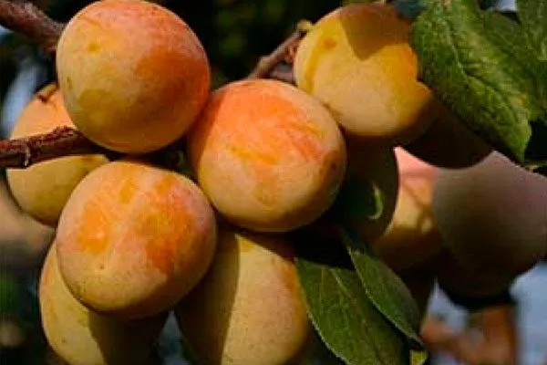 Байкальский Янтарь для сибири и урала4