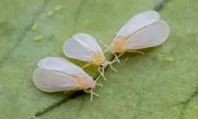 белокрылка томатов Винный кувшин2