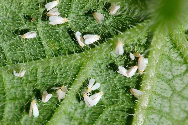 белокрылку огурцов Шопен1