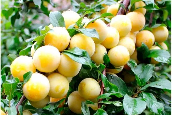 Белоснежка для сибири и урала5