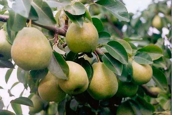 Бергамот осенний Опыление груши1