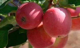 berkutovskoe плоды Яблоня Беркутовское1