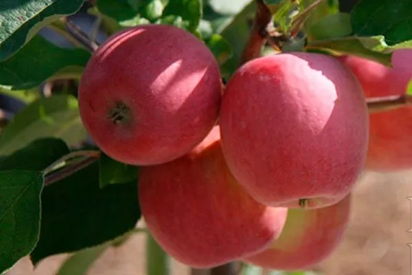 berkutovskoe плоды Яблоня Беркутовское1