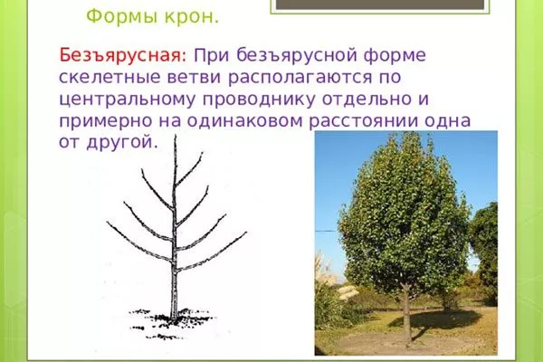 безъярусная 2 уход за грушей5