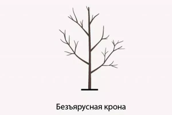 Безъярусная крона Обрезка яблони10