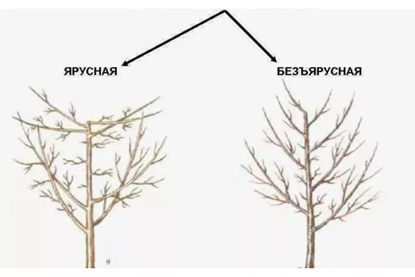 Безъярусное формирование кроны груши уход за грушей6