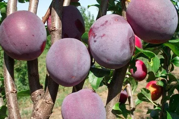 Блу Свит для сибири и урала6