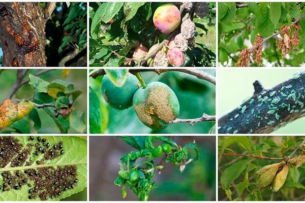 Болезни и вредители Осыпание сливы6