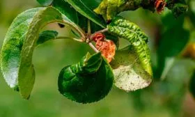 Болезни и вредители сорта яблони уральское наливное1