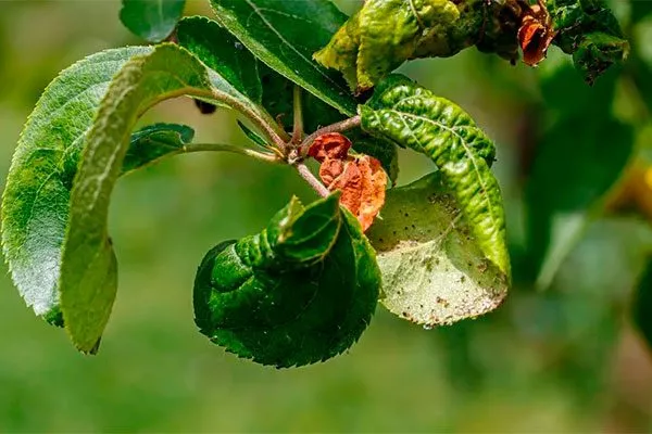 Болезни и вредители сорта яблони уральское наливное1