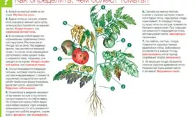 Болезни и вредители томатов Винный кувшин3