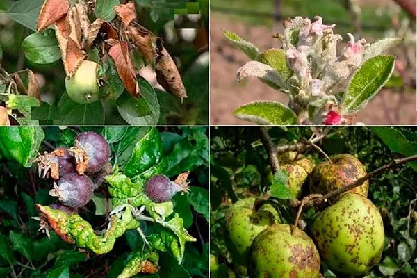 Болезни и вредители яблони Августа