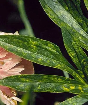 чем болеют пионы