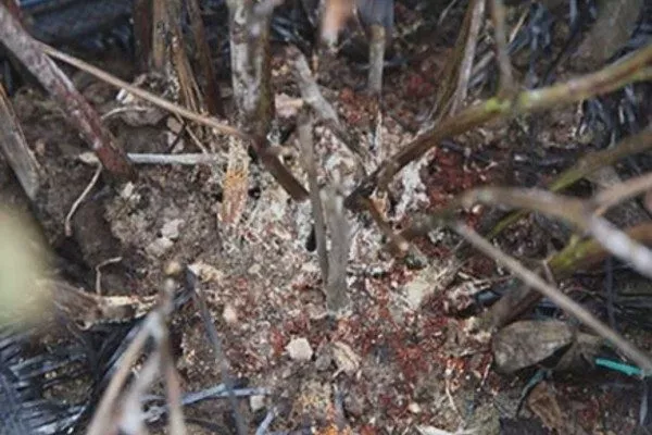 корневая гниль пиона