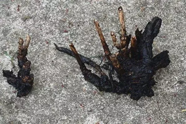 корни куста, поражённого гнилью