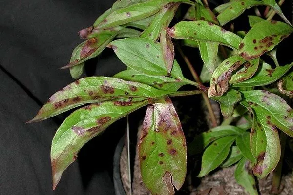 септориоз пиона