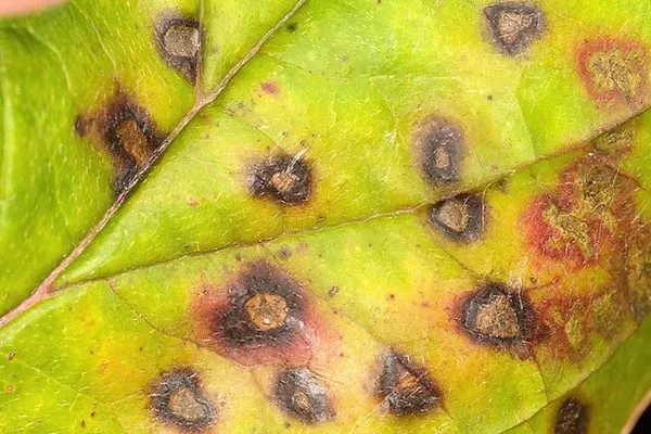 лист с признаками септориоза