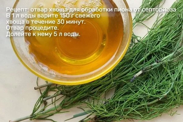 отвар хвоща от септориоза на пионах
