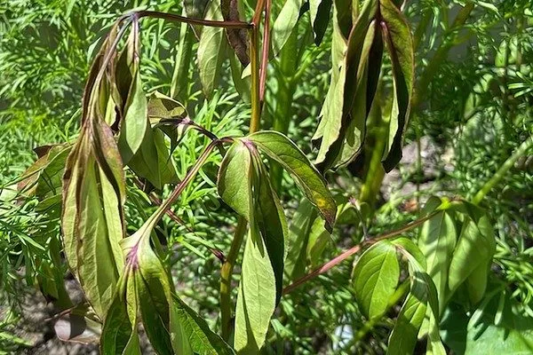 вертициллёз пиона